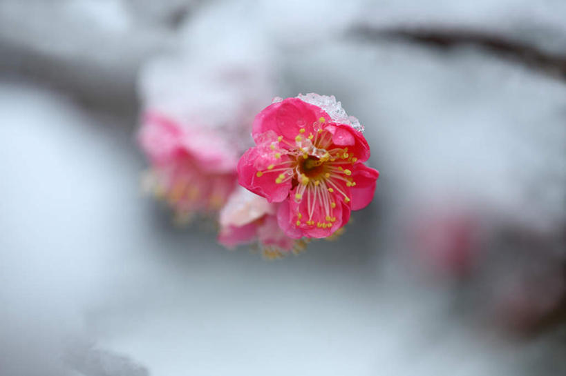 无人,横图,室外,特写,白天,正面,旅游,度假,美景,雪,大雪,日本,亚洲,许多,朦胧,模糊,盛开,积雪,景观,雪景,冬季,冬天,梅花,花蕾,娱乐,花,花瓣,花朵,鲜花,红色,自然,花苞,花蕊,享受,休闲,景色,放松,寒冷,高雅,坚强,自然风光,东亚,本州,关东地方,本州岛,日本国,崎玉,崎玉县,严寒,梅,红梅,彩图