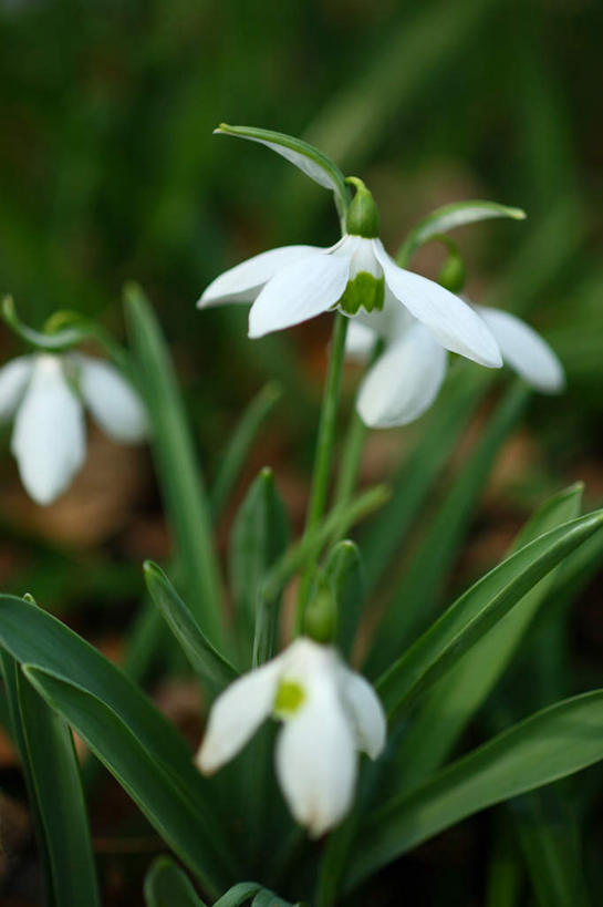 无人,竖图,室外,特写,白天,正面,旅游,度假,美景,叶子,日本,亚洲,四朵,朦胧,模糊,盛开,景观,绿叶,花蕾,娱乐,花,花瓣,花朵,鲜花,白色,自然,花苞,花蕊,享受,休闲,嫩叶,景色,放松,新生,自然风光,东亚,雪花莲,本州,关东地方,本州岛,日本国,崎玉,崎玉县,雪片莲,生日花,叶,叶片,彩图