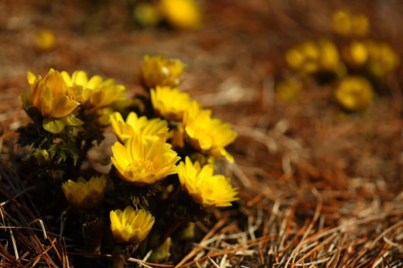 无人,横图,室外,特写,白天,正面,旅游,度假,幸福,美景,植物,许多,枯萎,朦胧,模糊,盛开,景观,枯草,花蕾,娱乐,草,花,花瓣,花朵,鲜花,黄色,自然,花苞,花蕊,享受,休闲,景色,放松,吉祥,自然风光,如意,冰里花,冰凉花,冰了花,冰凌花,冰溜花,侧金盏花,金盅花,彩图