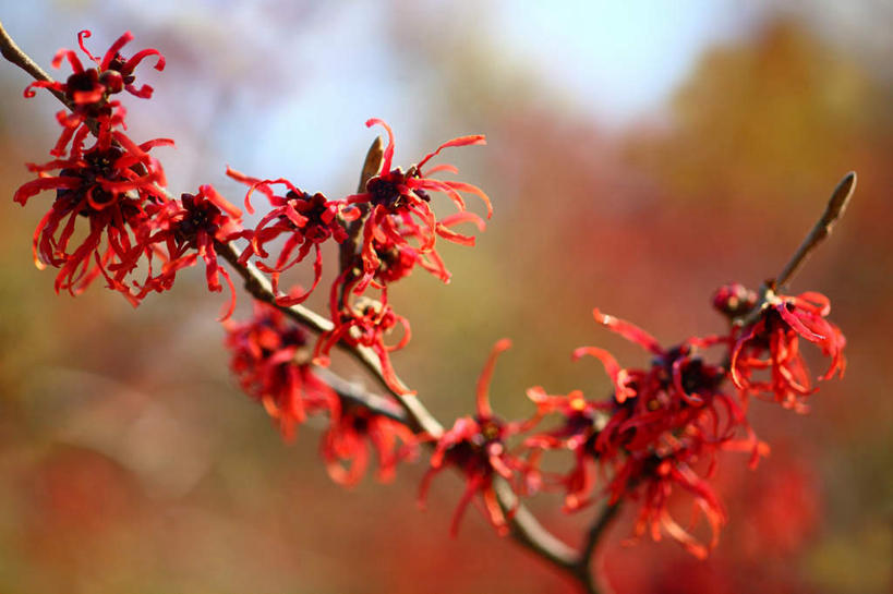 无人,横图,室外,特写,白天,正面,旅游,度假,美景,植物,一棵,许多,朦胧,模糊,盛开,景观,花蕾,娱乐,花,花瓣,花朵,鲜花,树,树木,红色,绿色,自然,花苞,花蕊,享受,休闲,景色,放松,生长,成长,灵感,自然风光,金缕梅,木里香,牛踏果,彩图