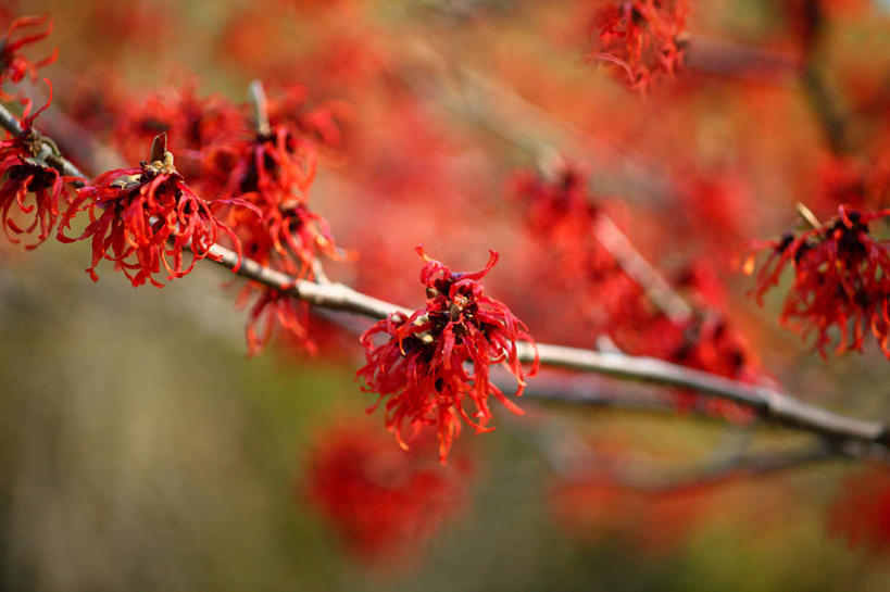 无人,横图,室外,特写,白天,正面,旅游,度假,美景,植物,一棵,许多,朦胧,模糊,盛开,景观,花蕾,娱乐,花,花瓣,花朵,鲜花,树,树木,红色,绿色,自然,花苞,花蕊,享受,休闲,景色,放松,生长,成长,灵感,自然风光,金缕梅,木里香,牛踏果,彩图