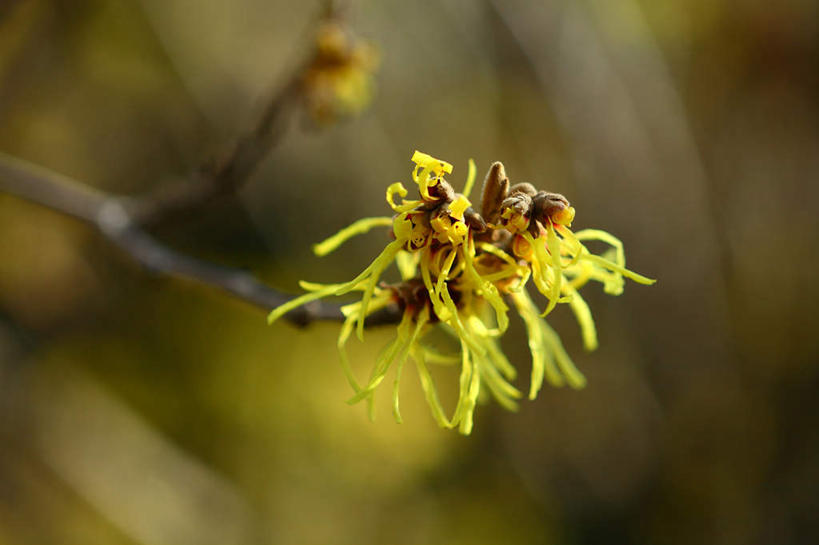 无人,横图,室外,特写,白天,正面,旅游,度假,美景,日本,亚洲,朦胧,模糊,盛开,景观,花蕾,娱乐,花,花瓣,花朵,鲜花,一朵,黄色,自然,花苞,花蕊,享受,休闲,景色,放松,灵感,自然风光,东亚,本州,关东地方,本州岛,日本国,崎玉,崎玉县,金缕梅,木里香,牛踏果,彩图