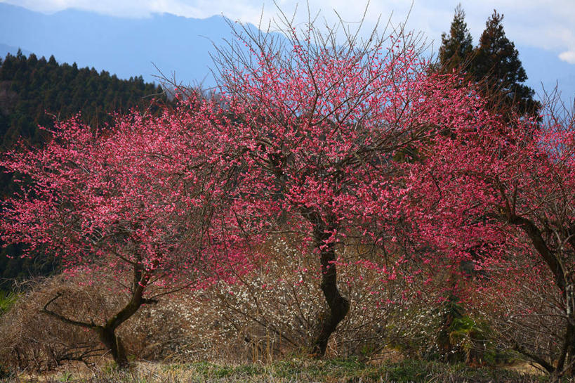 无人,横图,室外,白天,正面,旅游,度假,美景,山,山脉,植物,日本,亚洲,三棵,许多,朦胧,模糊,盛开,景观,山峰,梅花,山峦,花蕾,娱乐,花,花瓣,花朵,鲜花,树,树木,红色,绿色,自然,群山,花苞,花蕊,享受,休闲,景色,放松,生长,成长,高雅,坚强,自然风光,东亚,本州,关东地方,本州岛,日本国,崎玉,崎玉县,梅,红梅,彩图