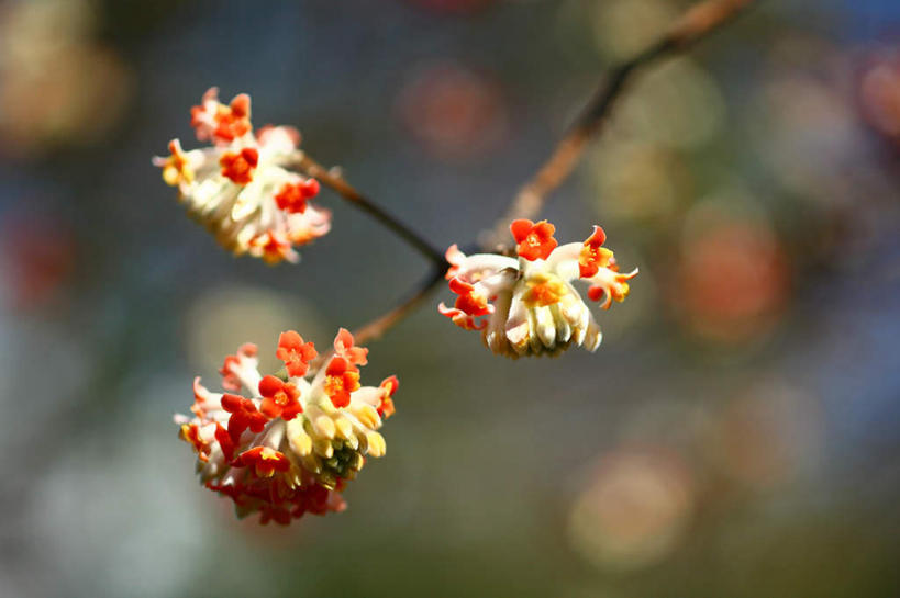 无人,横图,室外,特写,白天,正面,旅游,度假,美景,日本,亚洲,三朵,许多,朦胧,模糊,盛开,景观,枝头,花蕾,娱乐,花,花瓣,花朵,鲜花,树枝,自然,花苞,花蕊,享受,休闲,景色,放松,自然风光,东亚,本州,关东地方,本州岛,日本国,崎玉,崎玉县,结香,彩图