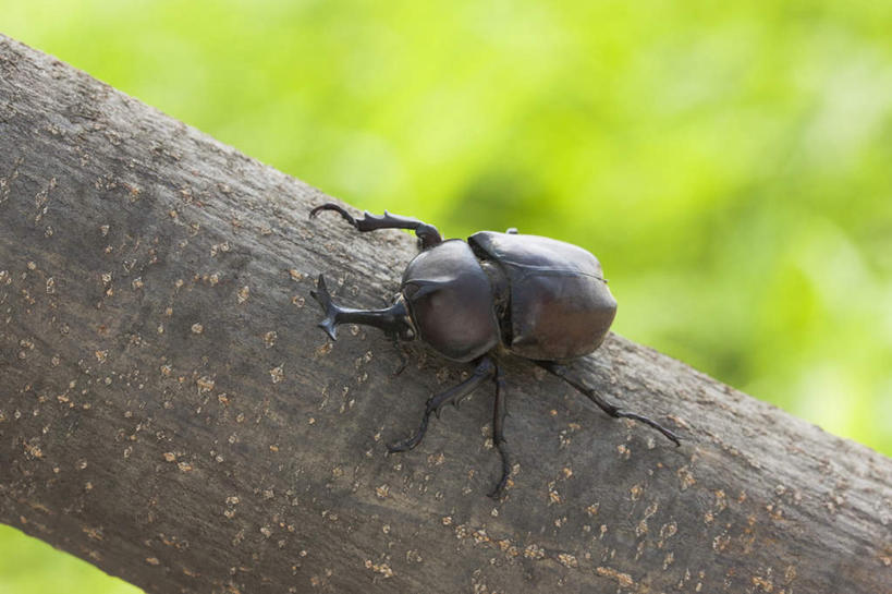 无人,攀登,横图,俯视,室外,特写,白天,旅游,度假,草地,草坪,美景,植物,日本,亚洲,朦胧,模糊,昆虫,独角仙,景观,甲壳虫,娱乐,草,树,树木,一个,绿色,自然,动物,享受,休闲,爬,景色,放松,生长,单个,成长,自然风光,甲虫,益虫,东亚,日本国,双叉犀金龟,兜虫,攀爬,彩图,高角度拍摄,全身