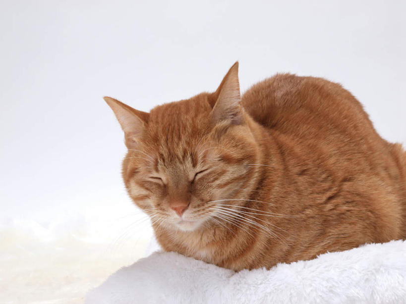 无人,闭眼,睡,横图,室内,白天,白色背景,正面,靠垫,宠物,猫,花纹,条纹,棕色,靠枕,一个,一只,动物,垫子,枕头,趴着,可爱,摄影,影棚,单个,斑纹,猫咪,闭眼睛,闭着眼,闭着眼睛,困,困觉,趴,寝息,睡觉,彩图,全身,影棚拍摄,拍摄