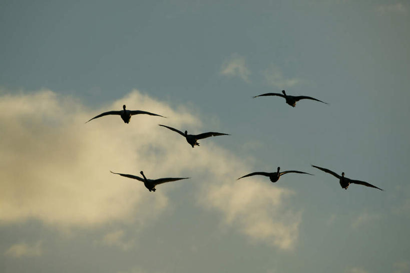 无人,横图,室外,白天,仰视,旅游,度假,美景,鸟,野生动物,天鹅,许多,飞翔,飞行,鸟类,景观,云,云朵,翱翔,云彩,娱乐,蓝色,白云,蓝天,天空,自然,动物,天,享受,休闲,景色,放松,可爱,晴朗,自然风光,晴空,鹄,彩图,低角度拍摄,全身