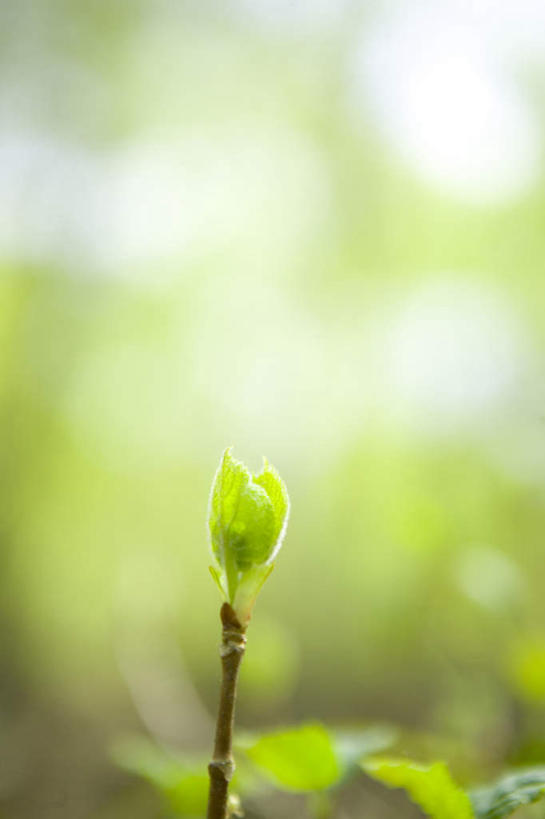 无人,竖图,室外,特写,白天,正面,旅游,度假,美景,植物,秋田县,日本,亚洲,朦胧,模糊,景观,萌芽,娱乐,树,树木,树枝,一个,绿色,自然,享受,休闲,景色,放松,生长,单个,成长,生机,希望,自然风光,东亚,本州,本州岛,日本国,秋田,东北地方,灵动,抽芽,彩图