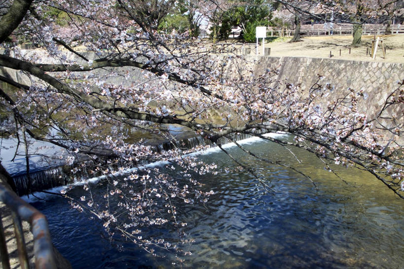无人,横图,室外,白天,正面,旅游,度假,幸福,纯洁,河流,美景,水,植物,樱花,日本,亚洲,阴影,波纹,盛开,光线,影子,河水,景观,水流,枝条,涟漪,花蕾,娱乐,花,花瓣,花朵,鲜花,树,树木,树枝,粉色,绿色,倒影,水纹,阳光,自然,波浪,花苞,花蕊,享受,休闲,景色,放松,生长,成长,等待,倒映,生命,自然风光,东亚,本州,本州岛,日本国,近畿地方,近畿,水晕,兵库,兵库县,仙樱花,福岛樱,青肤樱,高尚,热烈,反照,虬枝,枝杈,荆桃,彩图,西宫市,夙川公园
