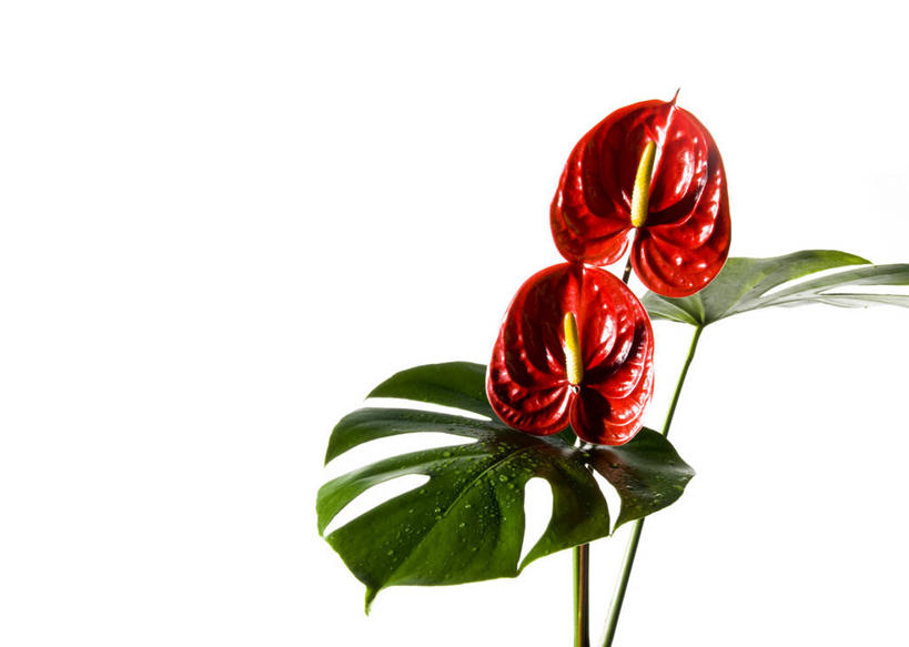 无人,横图,室内,特写,白天,白色背景,正面,热情,叶子,盛开,火鹤花,绿叶,安祖花,花蕾,花,花瓣,花朵,鲜花,两朵,红色,花苞,花蕊,健康,嫩叶,摄影,影棚,红掌,花烛,蓬莱蕉,红鹤芋,猪尾花,烛台花,蜡烛花,长寿,大展宏图,热血,铁丝兰,透龙掌,穿孔喜林芋,龟背竹,叶,叶片,彩图,影棚拍摄,拍摄