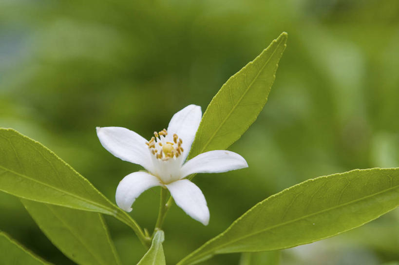 无人,横图,室外,特写,白天,正面,美景,植物,叶子,爱媛县,日本,亚洲,朦胧,模糊,盛开,景观,绿叶,枝条,花,花瓣,花朵,花卉,鲜花,树,树木,树枝,一朵,绿色,白色,自然,花蕊,嫩叶,景色,生长,成长,自然风光,东亚,日本国,爱媛,四国地方,四国,四国岛,虬枝,枝杈,叶,叶片,彩图