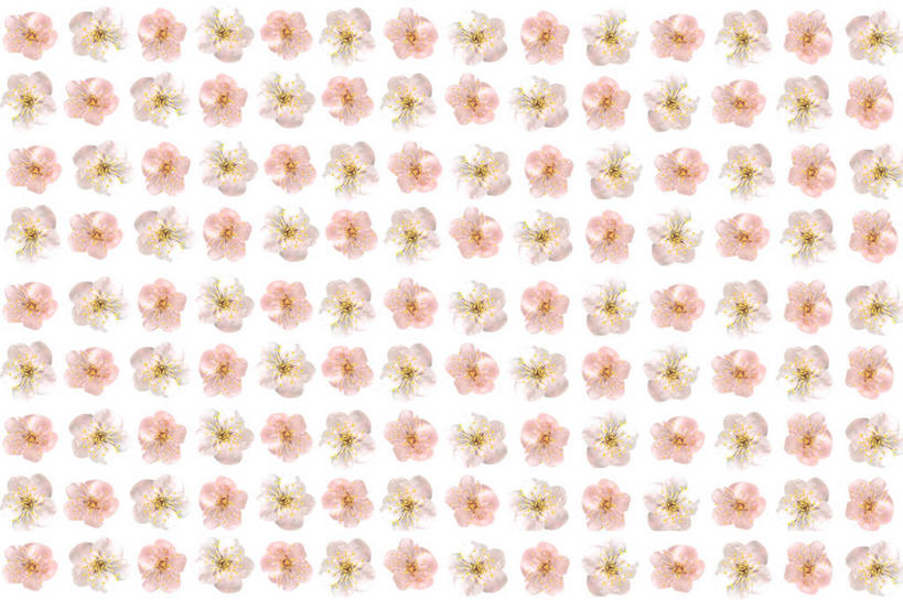 无人,横图,俯视,室内,特写,白天,白色背景,一排,许多,整齐,并列,并排,盛开,梅花,很多,花蕾,花,花瓣,花朵,鲜花,排列,粉色,花苞,花蕊,摄影,影棚,高雅,坚强,队列,平行,春梅,梅,彩图,高角度拍摄,影棚拍摄,拍摄