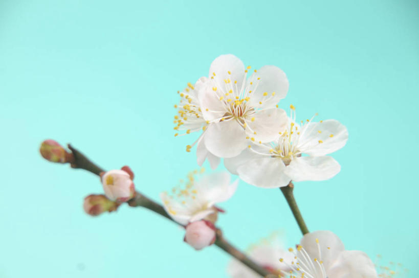 无人,横图,室外,特写,白天,正面,美景,植物,朦胧,模糊,盛开,景观,梅花,枝条,花蕾,花,花瓣,花朵,鲜花,树,树木,树枝,粉色,绿色,自然,花苞,花蕊,景色,生长,成长,高雅,坚强,自然风光,虬枝,枝杈,春梅,梅,彩图