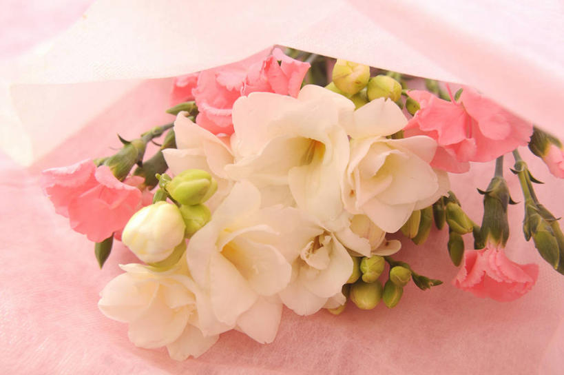 无人,横图,俯视,室内,特写,白天,热情,康乃馨,阴影,朦胧,模糊,盛开,反射,影子,祝福,花蕾,花,花瓣,花朵,鲜花,粉色,花苞,花蕊,母爱,清纯,亲情,思念,宽容,热恋,真挚,荷兰石竹,大花石竹,狮头石竹,热心,麝香石竹,石竹,香石竹,彩图,高角度拍摄,魅力