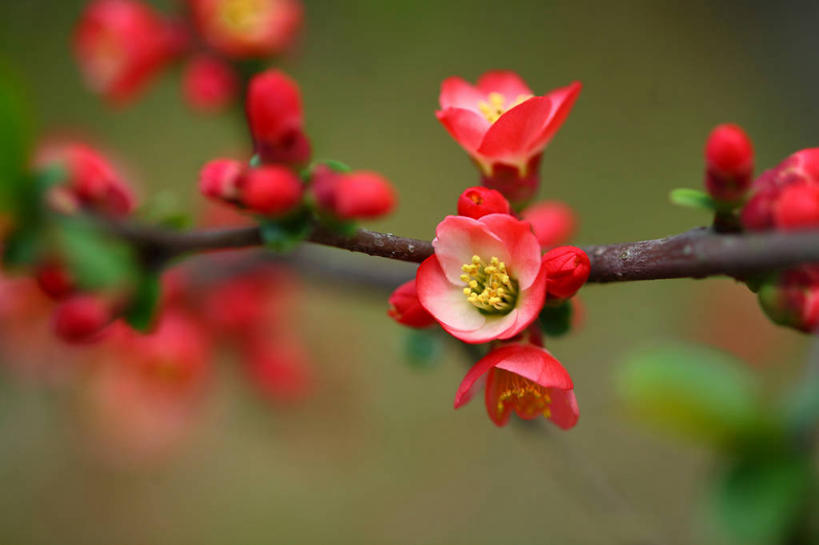 无人,横图,室外,特写,白天,正面,美景,植物,叶子,日本,亚洲,朦胧,模糊,盛开,景观,绿叶,枝条,花蕾,花,花瓣,花朵,鲜花,树,树木,树枝,红色,绿色,自然,花苞,花蕊,嫩叶,景色,生长,成长,自然风光,东亚,本州,关东地方,本州岛,日本国,崎玉,崎玉县,贴梗海棠,诚实,平凡,木瓜海棠,木瓜花,虬枝,枝杈,叶,叶片,彩图