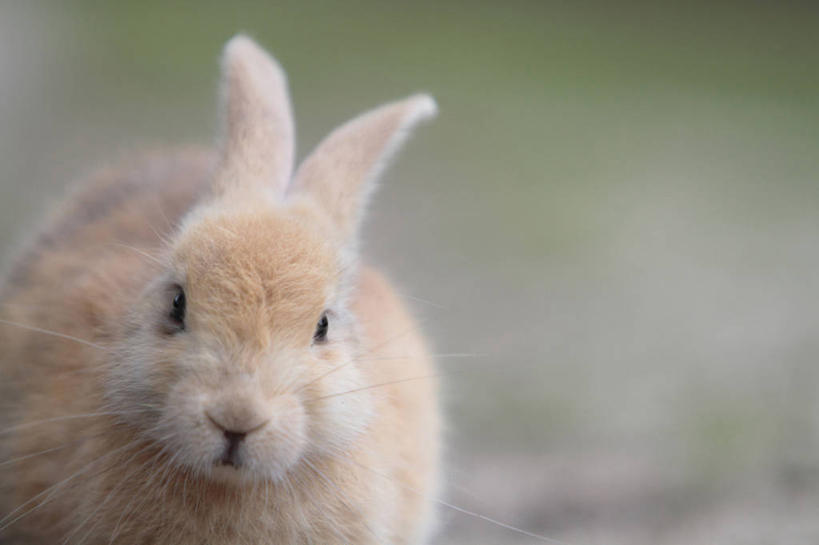 无人,坐,横图,室外,特写,白天,正面,美景,哺乳动物,广岛县,日本,亚洲,朦胧,模糊,兔子,景观,注视,一只,自然,动物,观察,看,景色,观看,兔,察看,关注,自然风光,东亚,本州,本州岛,日本国,広岛,中国地方,坐着,半身,彩图
