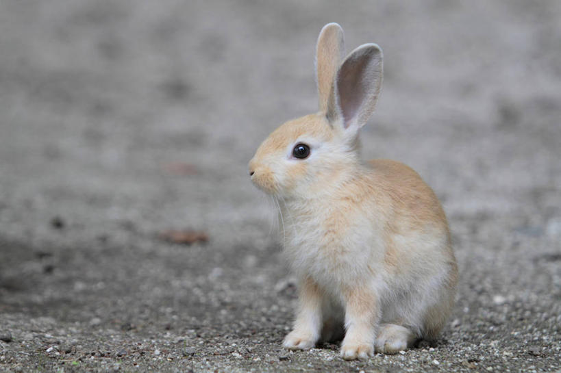 无人,坐,横图,室外,白天,正面,美景,哺乳动物,广岛县,日本,亚洲,朦胧,模糊,兔子,景观,扭头,注视,一只,自然,动物,观察,看,转头,景色,观看,兔,察看,关注,自然风光,东亚,本州,本州岛,日本国,広岛,中国地方,坐着,彩图,全身