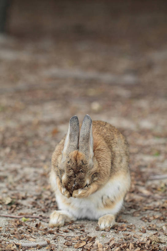 无人,坐,竖图,俯视,室外,白天,美景,哺乳动物,广岛县,日本,亚洲,朦胧,模糊,兔子,景观,注视,一只,自然,动物,低头,观察,看,景色,观看,兔,察看,关注,自然风光,东亚,本州,本州岛,日本国,広岛,中国地方,垂头,坐着,彩图,高角度拍摄,全身