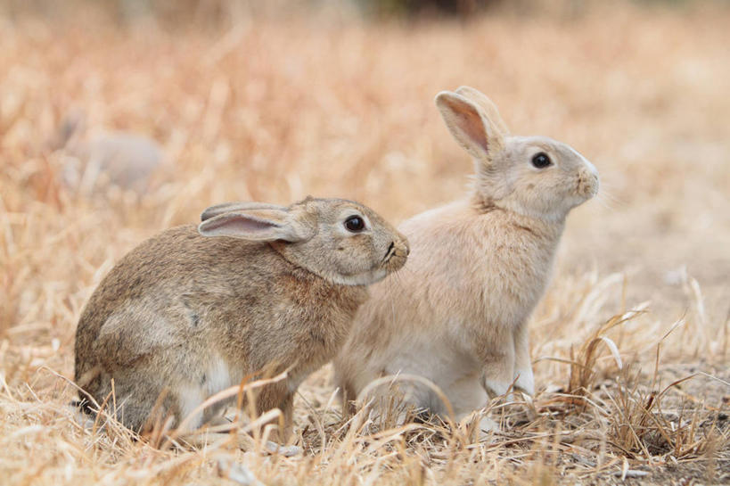 无人,坐,横图,室外,白天,侧面,美景,植物,哺乳动物,广岛县,日本,亚洲,枯萎,兔子,景观,枯草,注视,草,黄色,自然,动物,观察,看,两只,景色,观看,兔,察看,关注,自然风光,东亚,本州,本州岛,日本国,広岛,中国地方,坐着,彩图,全身