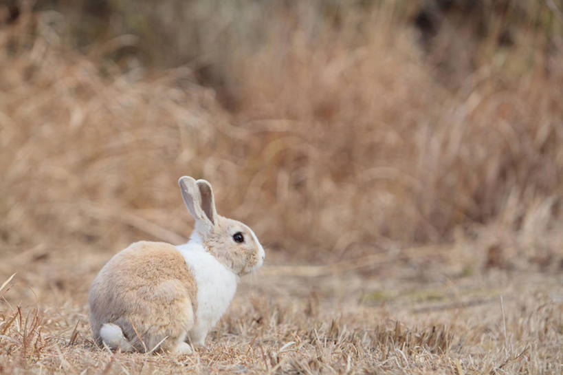 无人,坐,横图,室外,白天,侧面,美景,植物,哺乳动物,广岛县,日本,亚洲,枯萎,兔子,景观,枯草,注视,草,一只,黄色,自然,动物,观察,看,景色,观看,兔,察看,关注,自然风光,东亚,本州,本州岛,日本国,広岛,中国地方,坐着,彩图,全身