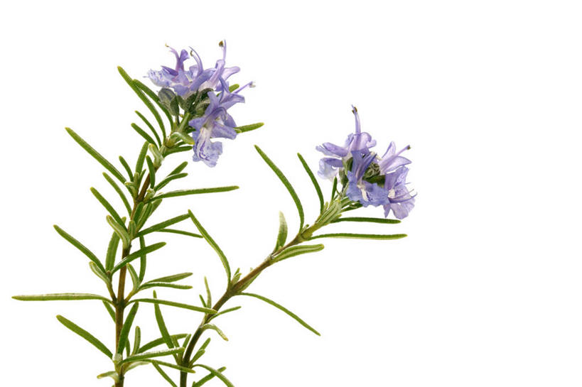 无人,横图,室内,特写,白天,白色背景,正面,叶子,盛开,绿叶,花蕾,花,花瓣,花朵,鲜花,紫色,花苞,花蕊,嫩叶,摄影,影棚,迷迭香,两株,海洋之露,叶,叶片,彩图,影棚拍摄,拍摄