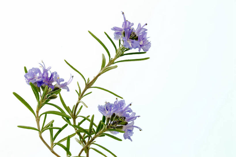 无人,横图,室内,特写,白天,白色背景,正面,叶子,盛开,绿叶,花蕾,花,花瓣,花朵,鲜花,紫色,花苞,花蕊,嫩叶,摄影,影棚,迷迭香,海洋之露,三株,叶,叶片,彩图,影棚拍摄,拍摄