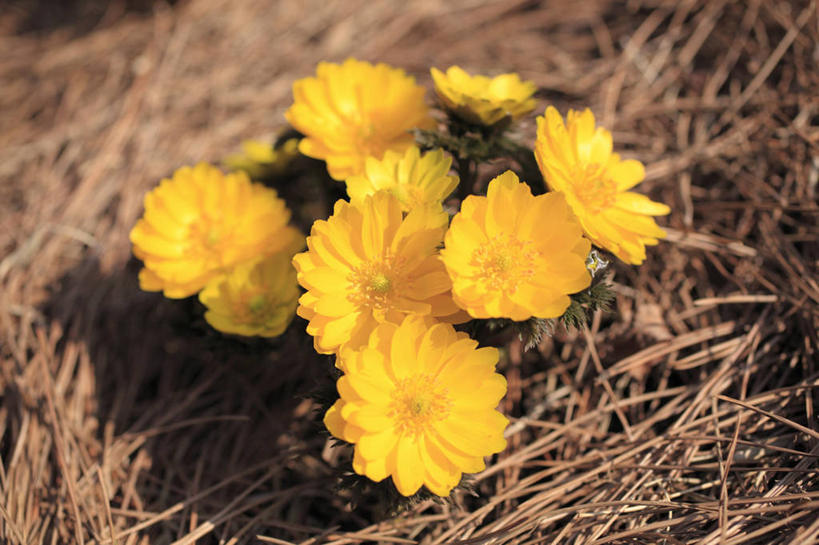 无人,横图,俯视,室外,特写,白天,幸福,美景,一堆,许多,阴影,堆叠,堆积,朦胧,模糊,光线,影子,景观,干草,很多,黄色,阳光,自然,草垛,景色,堆,吉祥,自然风光,如意,福寿草,冰里花,冰凉花,冰了花,冰凌花,冰溜花,侧金盏花,金盅花,干草垛,彩图,高角度拍摄