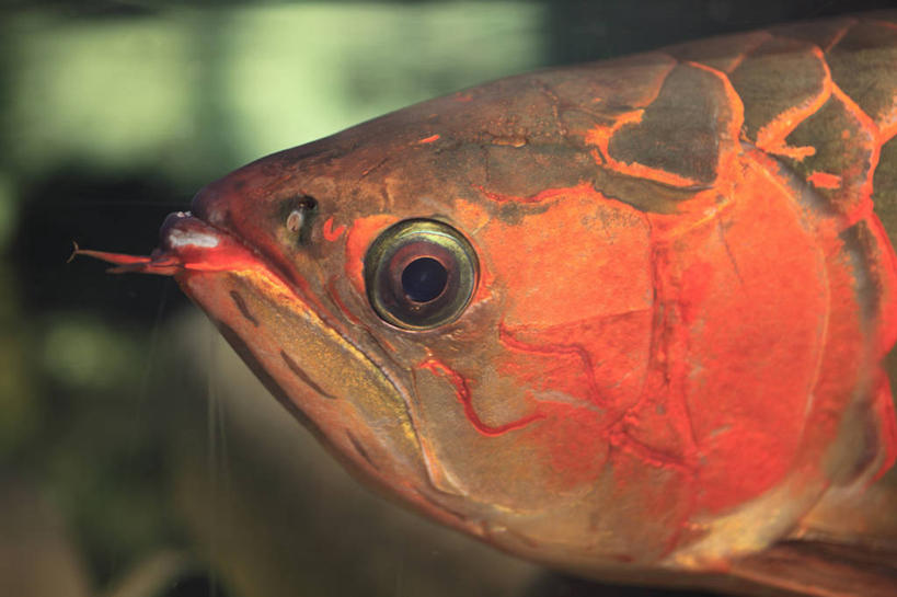 游泳,头,无人,横图,室外,特写,白天,侧面,海底,水下,海浪,海洋,美景,龙鱼,一条,阴影,朦胧,模糊,光线,鱼,影子,景观,浪花,水底,注视,鱼类,阳光,自然,海水,观察,看,景色,海底世界,观看,察看,关注,自然风光,海景,泅水,骨舌鱼,拍浮,头部,大海,风浪,海,海床,海水的波动,近岸浪,涌浪,半身,彩图,亚洲龙鱼