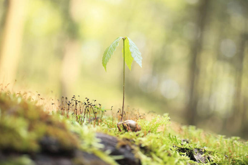 无人,横图,室外,特写,白天,正面,美景,树林,植物,阴影,朦胧,模糊,光线,影子,景观,青苔,苔藓,树,树木,绿色,阳光,自然,景色,生长,成长,自然风光,橡树,沼生橡树,彩图