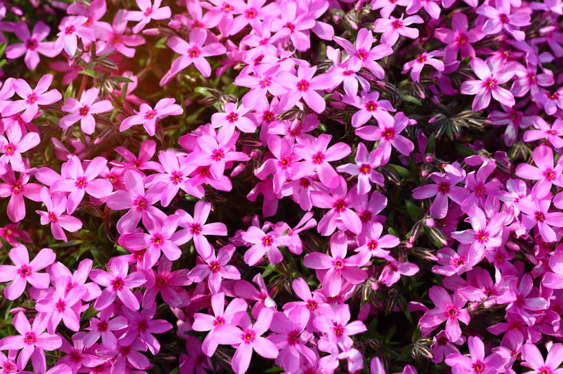 无人,横图,俯视,室外,特写,白天,爱情,幸福,花海,花圃,美景,植物,叶子,许多,阴影,盛开,光线,影子,景观,粉红色,粉红,很多,浪漫,花蕾,花,花瓣,花朵,花卉,鲜花,粉色,绿色,阳光,自然,花丛,花束,花田,花苞,花蕊,健康,景色,可爱,活泼,青春,满足,甜美,时髦,自然风光,温柔,纯真,福乐花,福禄花,福禄考,彩图,高角度拍摄