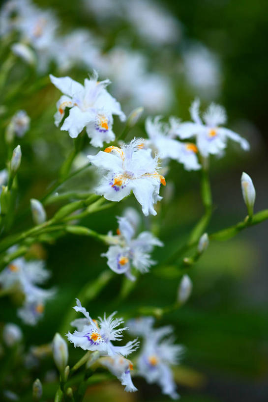 无人,竖图,室外,特写,白天,正面,花海,花圃,美景,植物,叶子,许多,阴影,朦胧,模糊,盛开,光线,影子,景观,很多,花蕾,花,花瓣,花朵,花卉,鲜花,绿色,白色,阳光,自然,花丛,花束,花田,蝴蝶花,花苞,花蕊,绣球花,景色,自然风光,彩图,蝴蝶荚蒾,蝴蝶木,蝴蝶树,蝴蝶戏球花,蝴蝶戏珠花