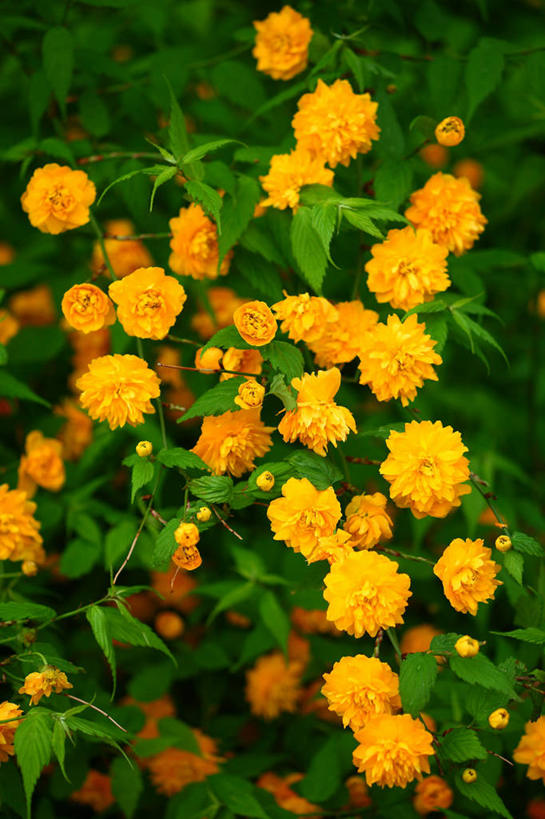 无人,竖图,俯视,室外,特写,白天,草地,草坪,花海,花圃,美景,植物,叶子,许多,阴影,盛开,光线,影子,景观,很多,花蕾,草,花,花瓣,花朵,花卉,鲜花,黄色,绿色,阳光,自然,花丛,花束,花田,花苞,花蕊,景色,高贵,自然风光,地藏王花,棣棠花,蜂棠花,黄度梅,麻叶棣棠,彩图,高角度拍摄