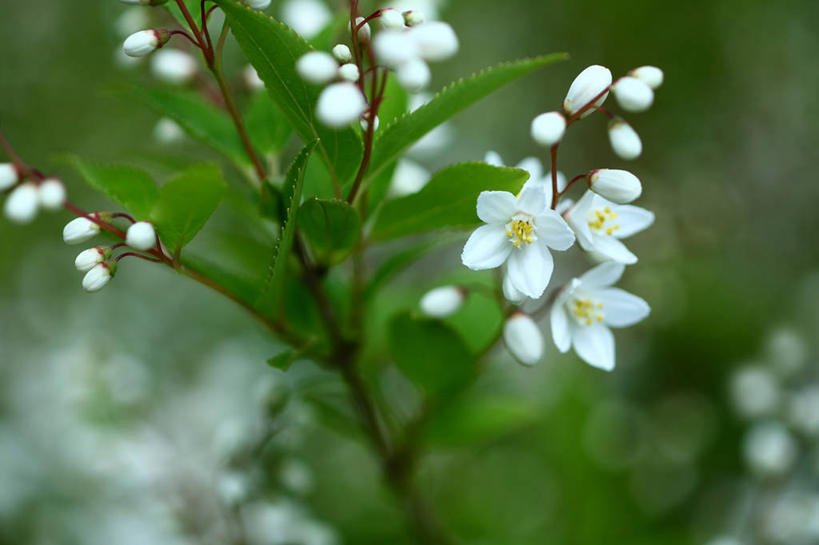无人,横图,室外,特写,白天,正面,美景,植物,许多,阴影,朦胧,模糊,盛开,光线,影子,景观,枝条,很多,花蕾,花,花瓣,花朵,鲜花,树,树木,树枝,绿色,白色,阳光,自然,花苞,花蕊,景色,生长,成长,自然风光,溲疏,虬枝,枝杈,彩图,细梗溲疏