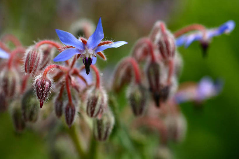 无人,横图,室外,特写,白天,正面,美景,植物,阴影,朦胧,模糊,盛开,光线,影子,景观,草药,药草,花蕾,中药,花,花瓣,花朵,鲜花,蓝色,阳光,自然,花苞,花蕊,景色,自然风光,药材,中草药,琉璃苣,中药材,本草,茈草,鸦衔草,紫草,紫丹,彩图