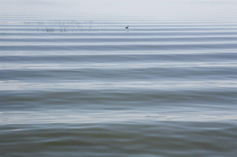 无人,横图,室外,白天,正面,旅游,度假,海浪,海洋,美景,鸟,欧洲,立陶宛,鸟类,景观,浪花,水平线,辽阔,海平线,娱乐,一只,自然,海水,享受,休闲,广阔,景色,放松,一望无际,自然风光,海景,无边无际,一马平川,立陶宛共和国,大海,风浪,海,海水的波动,近岸浪,涌浪,彩图,全身,水天相接,水天一线