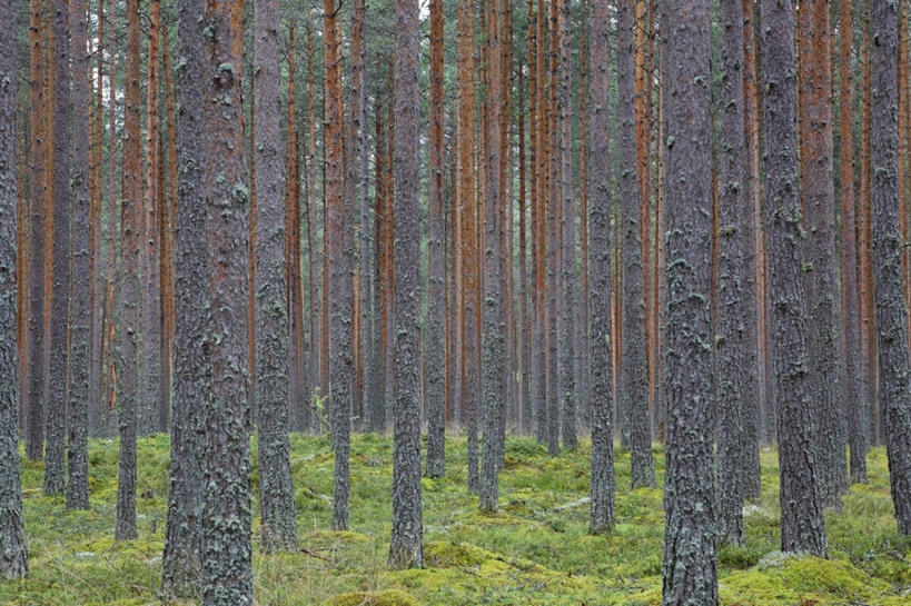 无人,横图,室外,白天,正面,旅游,度假,草地,草坪,美景,森林,树林,植物,松树,欧洲,爱沙尼亚,景观,树桩,娱乐,草,树,树干,树木,绿色,自然,享受,休闲,木桩,景色,放松,生长,成长,自然风光,坚定,东欧,长寿,贞洁,爱沙尼亚共和国,彩图