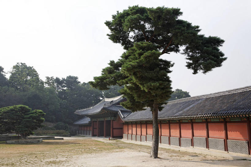 无人,宫殿,横图,室外,白天,正面,旅游,度假,草地,草坪,名胜古迹,树林,植物,标志建筑,地标,建筑,首尔,汉城,韩国,亚洲,阴影,遗迹,光线,瓦片,影子,屋顶,首都,顶棚,瓦,古迹,文物,娱乐,建设,古建筑,草,树,树木,蓝色,绿色,蓝天,天空,阳光,自然,天,享受,休闲,旅游胜地,放松,建造,生长,晴朗,成长,古文明,东亚,屋瓦,万里无云,大韩民国,首尔市,首尔特别市,特别市,钟路区,晴空,晴空万里,彩图,昌庆宫