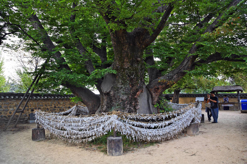 无人,横图,室外,白天,正面,旅游,度假,美景,树林,植物,朝鲜,韩国,亚洲,阴影,节日,光线,影子,墙,景观,枝条,文化,娱乐,墙壁,墙面,树,树木,树枝,绿色,阳光,自然,祈祷,享受,休闲,健康,景色,放松,许愿,宗教,信仰,生长,成长,纪念,祈求,自然风光,东亚,大韩民国,朝鲜半岛,虬枝,枝杈,朝鲜民主主义人民共和国,韩半岛,平安,彩图