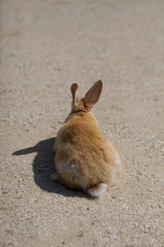 无人,竖图,俯视,室外,白天,哺乳动物,阴影,光线,兔子,影子,棕色,一只,阳光,动物,趴着,兔,趴,彩图,高角度拍摄,全身