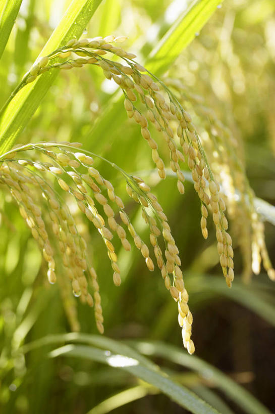 无人,农田,竖图,室外,特写,白天,正面,农业,庄稼,农作物,美景,阴影,朦胧,模糊,光线,影子,稻田,景观,谷物,水稻,稻,阳光,自然,景色,自然风光,彩图,耕地,庄稼田