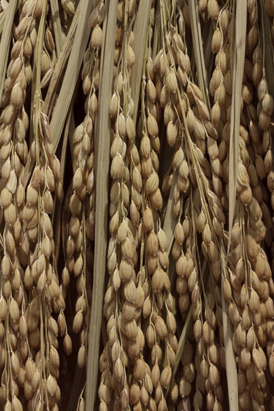 无人,竖图,室内,特写,白天,正面,许多,阴影,反射,纹路,纹理,影子,谷物,水稻,很多,稻,肌理,彩图