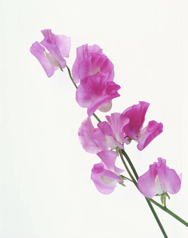 无人,竖图,室内,特写,白天,白色背景,正面,许多,盛开,香豌豆,很多,花蕾,花,花瓣,花朵,鲜花,粉色,花苞,花蕊,摄影,影棚,豌豆花,腐香豌豆,花豌豆,彩图,影棚拍摄,拍摄