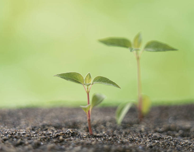 无人,横图,室外,特写,白天,正面,美景,植物,阴影,朦胧,模糊,光线,影子,景观,泥土,土壤,豆芽,青苔,发芽,苔藓,绿色,阳光,自然,景色,生长,成长,自然风光,豆芽菜,芽苗菜,抽芽,彩图