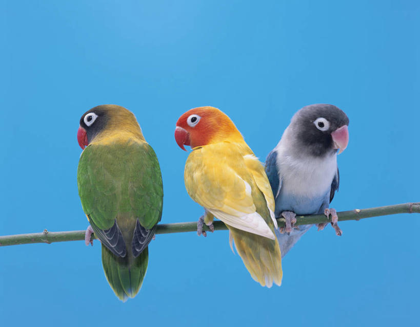 背部,无人,站,横图,室内,白天,正面,鸟,鹦鹉,三只,阴影,蓝色背景,反射,鸟类,影子,枝条,扭头,注视,树枝,动物,观察,看,站着,转头,可爱,摄影,活泼,影棚,观看,察看,关注,观赏鸟,爱情鸟,牡丹鹦鹉,情侣鹦鹉,红牡丹鹦鹉,虬枝,枝杈,蜡嘴鹦鹉,站立,彩图,全身,影棚拍摄,拍摄,伴侣