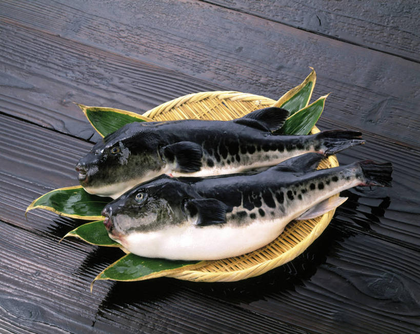 海鲜,无人,躺,交叉,横图,俯视,室内,特写,白天,桌面,桌子,竹子,叶子,阴影,竹制,编织,反射,木制,篮子,影子,绿叶,水产,海洋生物,一个,木制品,竹篮,两只,嫩叶,单个,竹条,河豚,河豚鱼,鸡泡鱼,气泡鱼,交织,死亡,竹制品,水生动物,海产品,水生物,海底动物,鲀鱼,河鲀,殒命,灭亡,穿插,卧着,叶,叶片,躺着,卧,彩图,高角度拍摄,全身