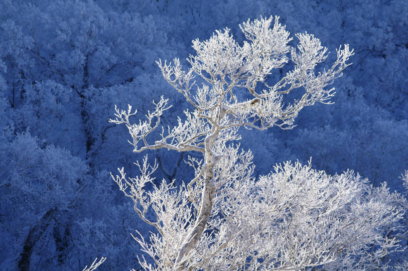 无人,横图,室外,白天,正面,美景,树林,植物,阴影,光线,影子,冰,景观,冬季,冬天,树,树木,绿色,阳光,自然,景色,寒冷,生长,成长,冰冷,自然风光,雾凇,严寒,冰凉,酷寒,凛冽,凛凛,极冷,树挂,彩图