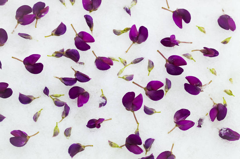 无人,横图,室内,特写,白天,白色背景,正面,阴影,盛开,反射,影子,羽扇豆,鲁冰花,花蕾,花,花瓣,花朵,鲜花,花苞,花蕊,母爱,摄影,影棚,奉献,无私,苦涩,彩图,影棚拍摄,拍摄