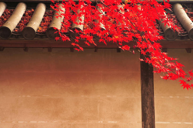 无人,寺庙,横图,室外,白天,正面,旅游,度假,名胜古迹,植物,标志建筑,地标,建筑,叶子,京都,日本,亚洲,节日,遗迹,瓦片,枫叶,枯叶,落叶,枝条,瓦,古迹,文化,文物,娱乐,建设,古建筑,树,树木,树枝,黄色,红色,绿色,自然,庙宇,祈祷,享受,休闲,健康,旅游胜地,放松,许愿,宗教,建造,佛教,信仰,京都府,生长,成长,纪念,枫树叶,祈求,古文明,东亚,屋瓦,本州,本州岛,日本国,近畿地方,近畿,释教,虬枝,枝杈,二尊院,右京区,平安,叶,叶片,彩图,庙,寺,小仓山二尊教院华台寺