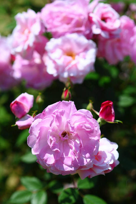 无人,竖图,俯视,室外,特写,白天,幸福,花海,花圃,美景,植物,月季花,叶子,阴影,朦胧,模糊,盛开,光线,影子,景观,花蕾,花,花瓣,花朵,花卉,鲜花,粉色,绿色,阳光,自然,花丛,花束,花田,花苞,花蕊,景色,希望,自然风光,美艳,光荣,月月红,月季,长春花,彩图,高角度拍摄