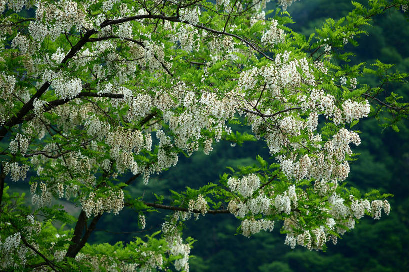 无人,横图,室外,特写,白天,正面,友谊,美景,植物,叶子,阴影,朦胧,模糊,盛开,光线,影子,景观,绿叶,枝条,花蕾,花,花瓣,花朵,鲜花,树,树木,树枝,绿色,阳光,自然,花苞,花蕊,嫩叶,景色,洋槐,生长,成长,刺槐,自然风光,刺槐花,虬枝,枝杈,友情,叶,叶片,彩图,胡藤,洋槐花